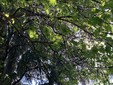 Alberi invasi dalla cocciniglia in via San Martino di Tours a Gorla Minore