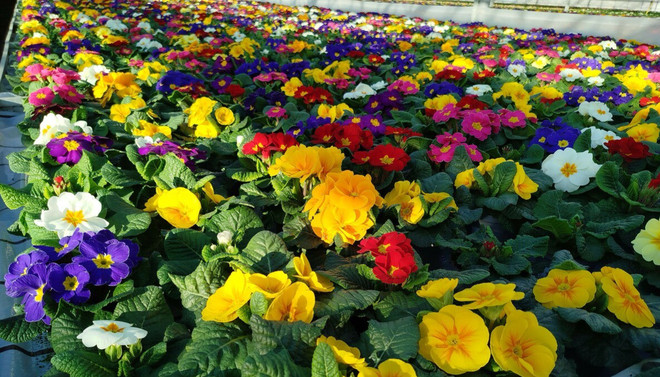 Venticinque nuove vite accolte nel 2025 dal Cav di Busto Arsizio