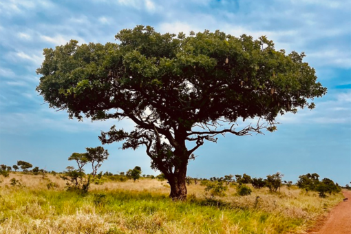 Viaggio nel cassetto: e se i viaggi che non partono fossero proprio quelli più affascinanti?