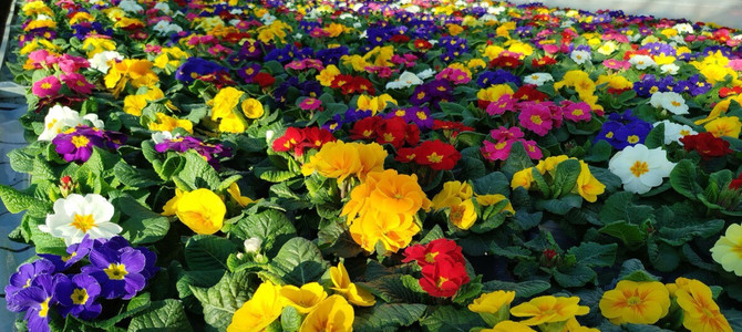 Venticinque nuove vite accolte nel 2025 dal Cav di Busto Arsizio