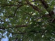 Alberi invasi dalla cocciniglia in via San Martino di Tours a Gorla Minore