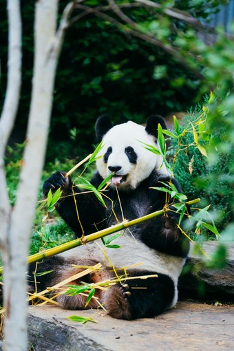 60 anni di impegno per la natura: il valore degli acquisti solidali WWF 60 anni di impegno per la natura: il valore degli acquisti solidali WWF