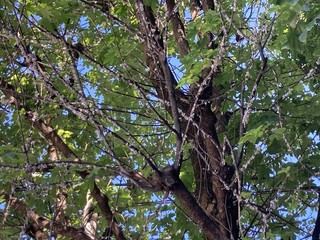 Alberi invasi dalla cocciniglia in via San Martino di Tours a Gorla Minore
