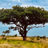 Viaggio nel cassetto: e se i viaggi che non partono fossero proprio quelli più affascinanti?