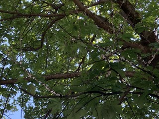Alberi invasi dalla cocciniglia in via San Martino di Tours a Gorla Minore