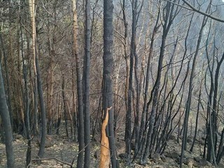 Alcune immagini dell'incendio pubblicata da OssolaNews.it Alcune immagini dell'incendio pubblicata da OssolaNews.it