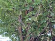 Alberi invasi dalla cocciniglia in via San Martino di Tours a Gorla Minore