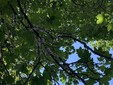 Alberi invasi dalla cocciniglia in via San Martino di Tours a Gorla Minore