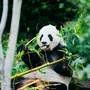 60 anni di impegno per la natura: il valore degli acquisti solidali WWF 60 anni di impegno per la natura: il valore degli acquisti solidali WWF