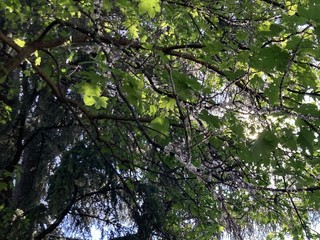 Alberi invasi dalla cocciniglia in via San Martino di Tours a Gorla Minore
