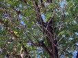 Alberi invasi dalla cocciniglia in via San Martino di Tours a Gorla Minore