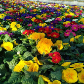 Venticinque nuove vite accolte nel 2025 dal Cav di Busto Arsizio