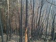 Alcune immagini dell'incendio pubblicata da OssolaNews.it Alcune immagini dell'incendio pubblicata da OssolaNews.it
