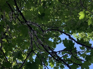 Alberi invasi dalla cocciniglia in via San Martino di Tours a Gorla Minore