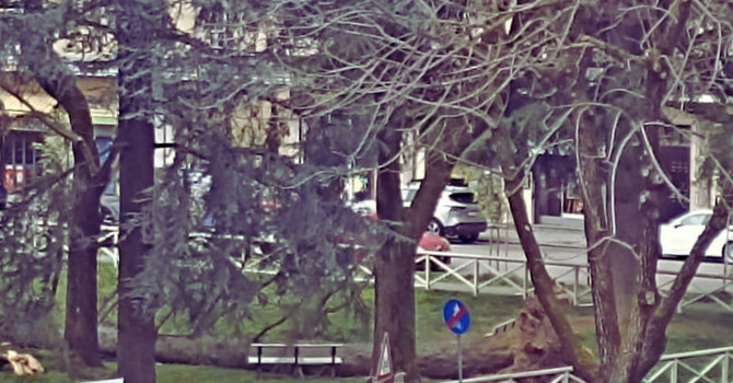 Forte vento, parchi chiusi a Busto. Crolla un albero a Beata Giuliana
