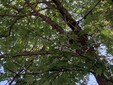 Alberi invasi dalla cocciniglia in via San Martino di Tours a Gorla Minore
