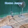 Ve lo chiede nonno Jasper e non solo: aiutate il rifugio Emi contro l'afa Ve lo chiede nonno Jasper e non solo: aiutate il rifugio Emi contro l'afa