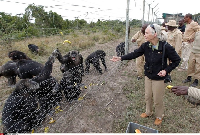 Scienze: addio a Jane Goodall, la donna che parlava con gli scimpanzé