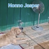 Ve lo chiede nonno Jasper e non solo: aiutate il rifugio Emi contro l'afa Ve lo chiede nonno Jasper e non solo: aiutate il rifugio Emi contro l'afa