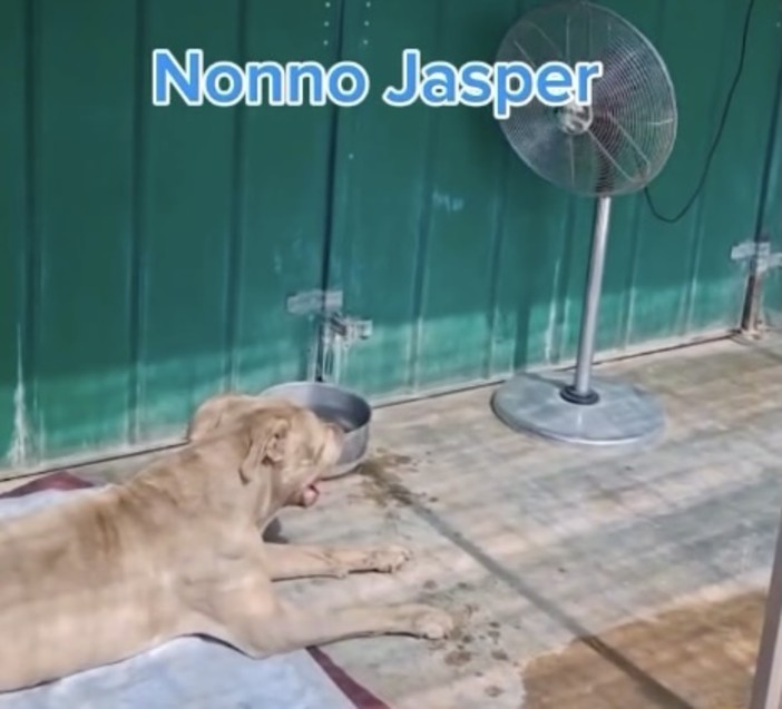 Ve lo chiede nonno Jasper e non solo: aiutate il rifugio Emi contro l'afa Ve lo chiede nonno Jasper e non solo: aiutate il rifugio Emi contro l'afa