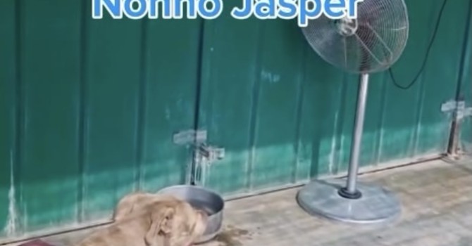 Ve lo chiede nonno Jasper e non solo: aiutate il rifugio Emi contro l'afa Ve lo chiede nonno Jasper e non solo: aiutate il rifugio Emi contro l'afa