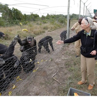 Scienze: addio a Jane Goodall, la donna che parlava con gli scimpanzé