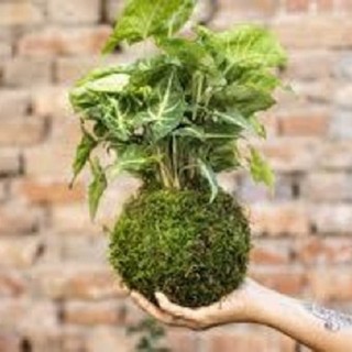 Solidarietà in centro: a Busto Arsizio i kokedama sostengono la ricerca sui tumori cerebrali