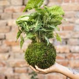 Solidarietà in centro: a Busto Arsizio i kokedama sostengono la ricerca sui tumori cerebrali