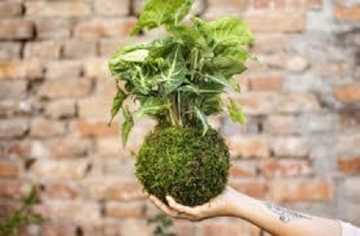 Solidarietà in centro: a Busto Arsizio i kokedama sostengono la ricerca sui tumori cerebrali Solidarietà in centro: a Busto Arsizio i kokedama sostengono la ricerca sui tumori cerebrali