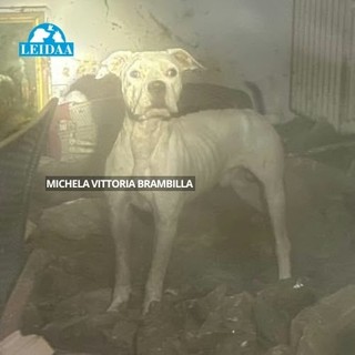 «Tredici cani di razza dogo in pessime condizioni a Legnano»