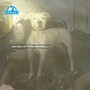 «Tredici cani di razza dogo in pessime condizioni a Legnano» «Tredici cani di razza dogo in pessime condizioni a Legnano»
