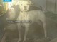 «Tredici cani di razza dogo in pessime condizioni a Legnano» «Tredici cani di razza dogo in pessime condizioni a Legnano»