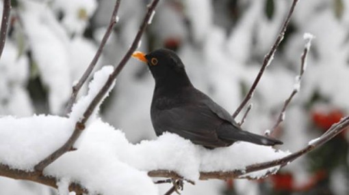 Castellanza, la città si prepara per il falò della Gioeubia. Ma ci sono anche tradizioni perdute o in “pausa”