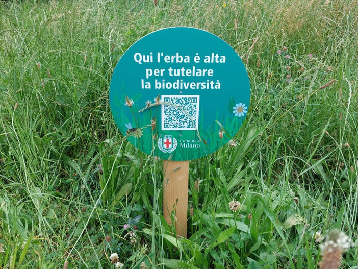 Milano raddoppia le aree a sfalcio ridotto e i prati fioriti