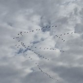 La fedeltà e l'ingegno delle gru: quella “V” sul Parco del Ticino La fedeltà e l'ingegno delle gru: quella “V” sul Parco del Ticino