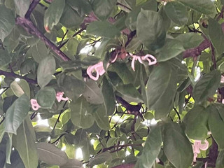 Alberi con la cocciniglia a Marnate in via Diaz