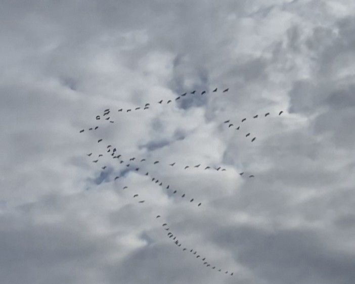 La fedeltà e l'ingegno delle gru: quella "V" sul Parco del Ticino La fedeltà e l'ingegno delle gru: quella "V" sul Parco del Ticino
