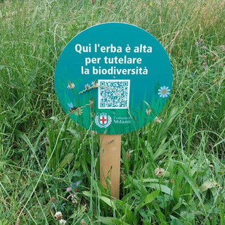 Milano raddoppia le aree a sfalcio ridotto e i prati fioriti