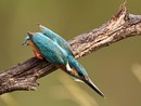 Lungo l'Olona gli incontri con gli animali che diventano magia