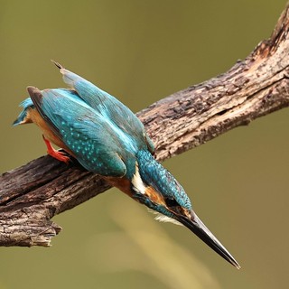 Lungo l'Olona gli incontri con gli animali che diventano magia