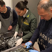 Dagli Stati Uniti con 17 chili di marijuana in valigia: passeggera arrestata a Malpensa