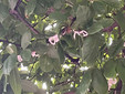 Alberi con la cocciniglia a Marnate in via Diaz