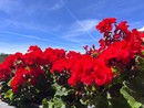 METEO. Sole, massime fino a 31 gradi e prima afa: «Temperature da piena estate»