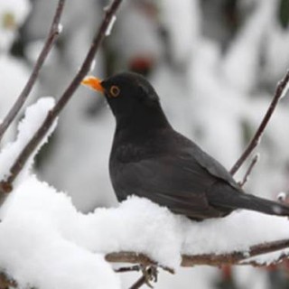 Castellanza, la città si prepara per il falò della Gioeubia. Ma ci sono anche tradizioni perdute o in “pausa”