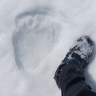 Valgrande, l’orso M29 è uscito dal letargo: prime tracce nel cuore del Parco