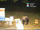 VIDEO e FOTO. Ecco i movimenti dell'orso del Verbano Cusio Ossola ripresi dalle telecamere