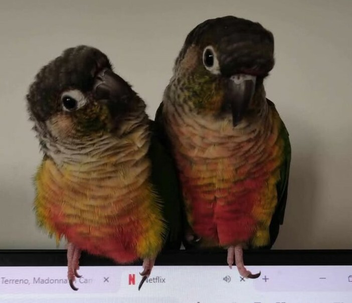 Busto, si cerca la pappagallina Prissy