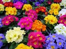 Primula day questo weekend e il prossimo per la 47esima “Giornata per la vita”