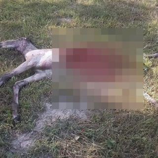 Macugnaga, puledro sbranato a pochi passi dal centro abitato di Borca: torna l'allerta lupi