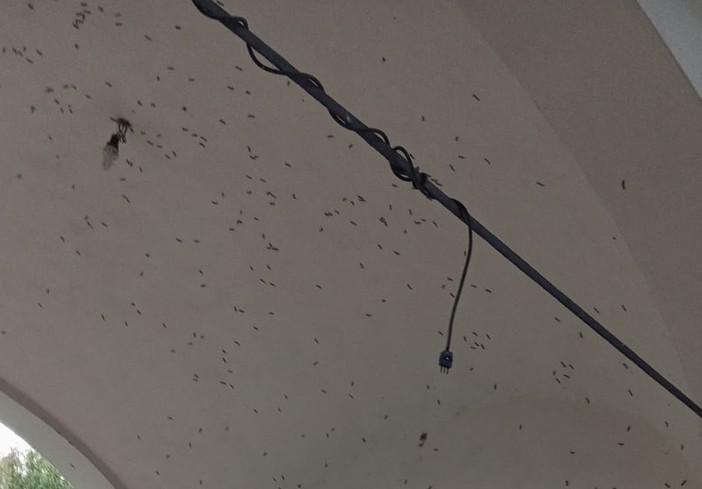 L'insetto sul muro della chiesetta di Madonna in Campagna a Sacconago L'insetto sul muro della chiesetta di Madonna in Campagna a Sacconago